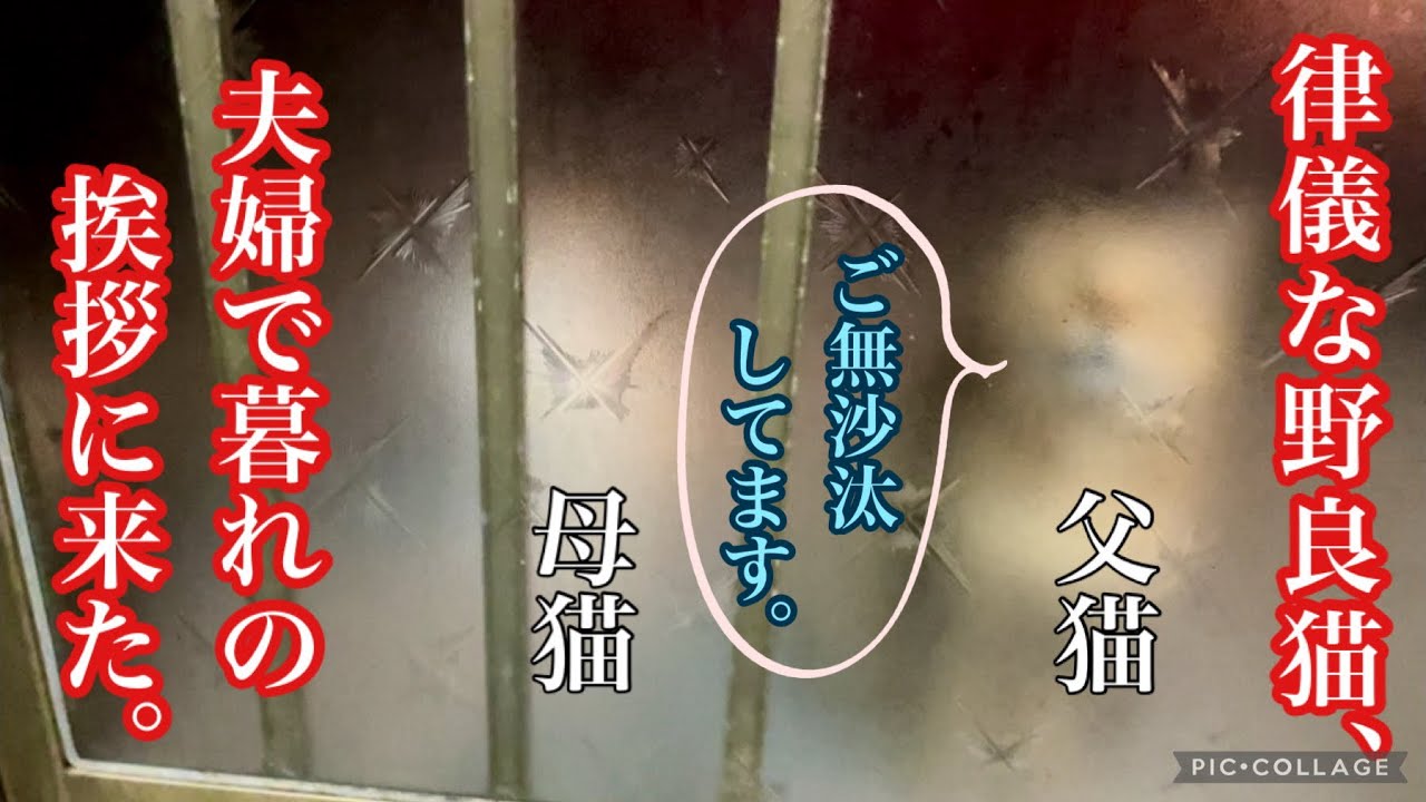 #016 玄関を見ると…保護した子猫の両親が。パパ猫が再び来てくれた。