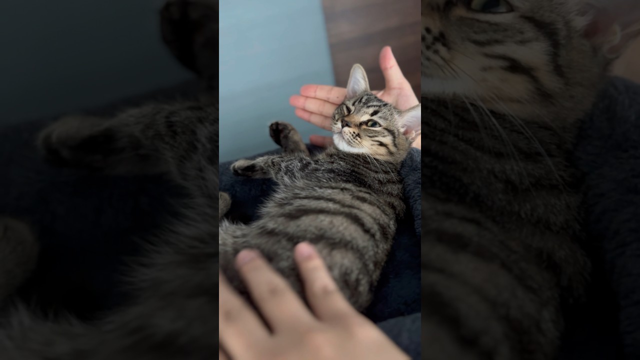【猫動画】子猫が昼寝してるだけで可愛いが溢れるwww #shorts