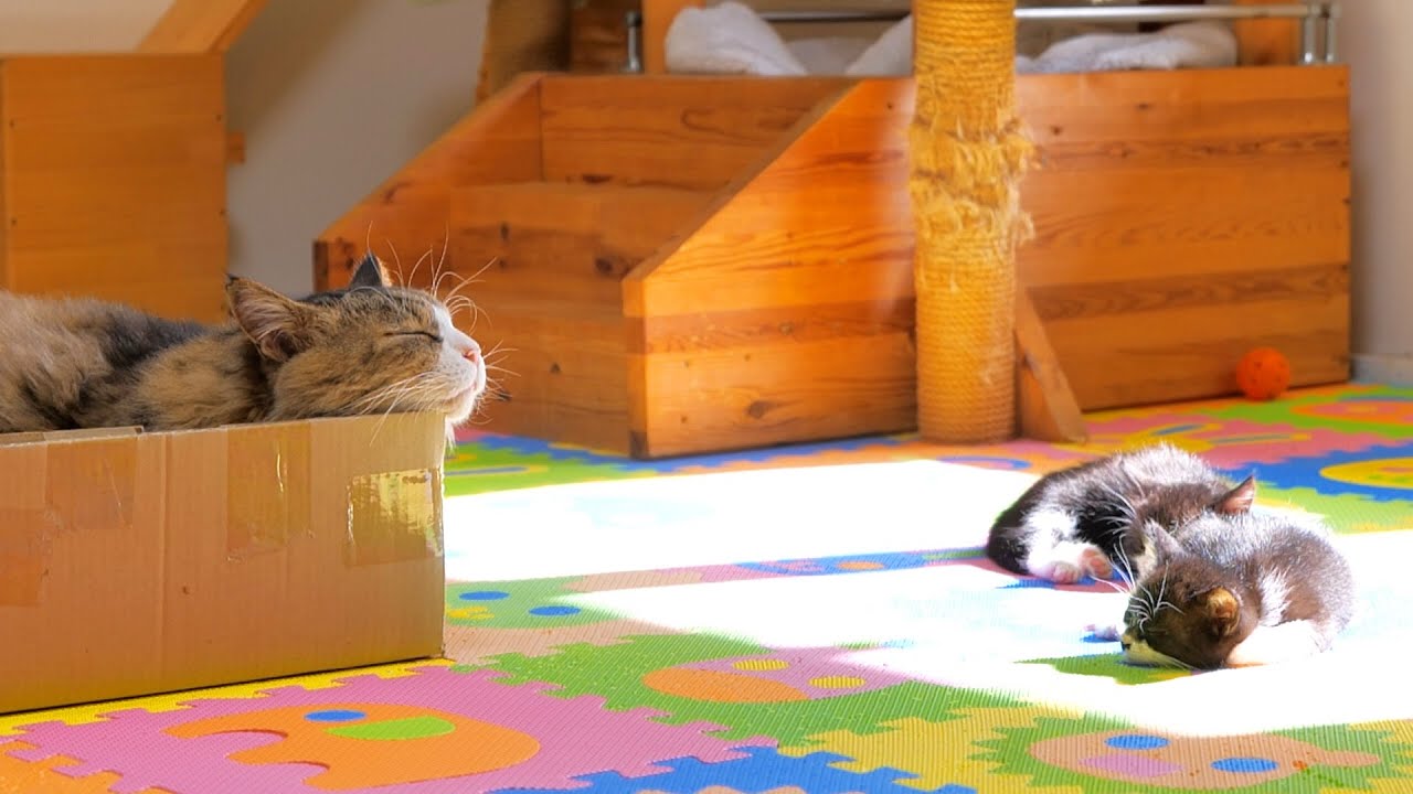 子育てで疲れたボス猫パパ【道路のずぶ濡れ子猫保護13日目】