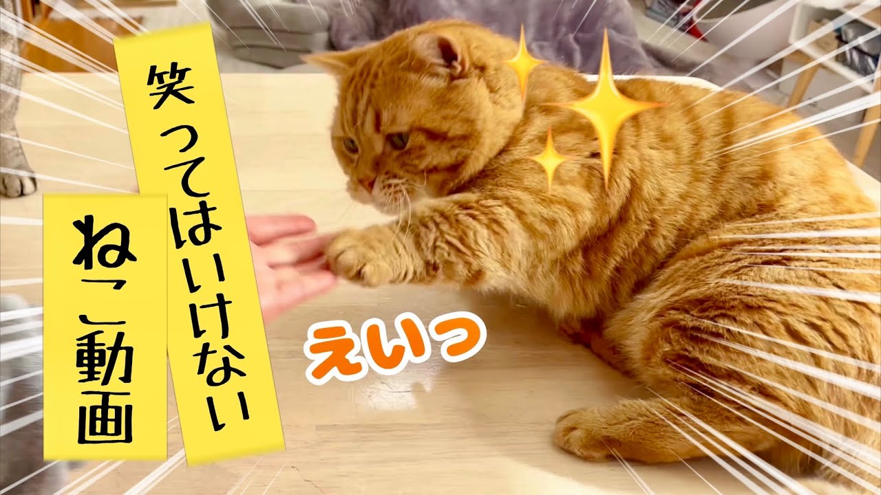 笑ってはいけない猫動画！【※笑いすぎ閲覧注意】 #猫 #マンチカン