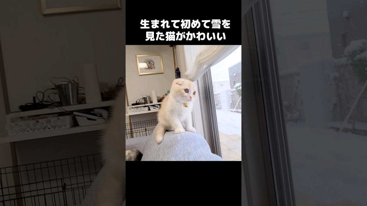生まれて初めて雪を見た子猫がかわいすぎる...笑#shorts