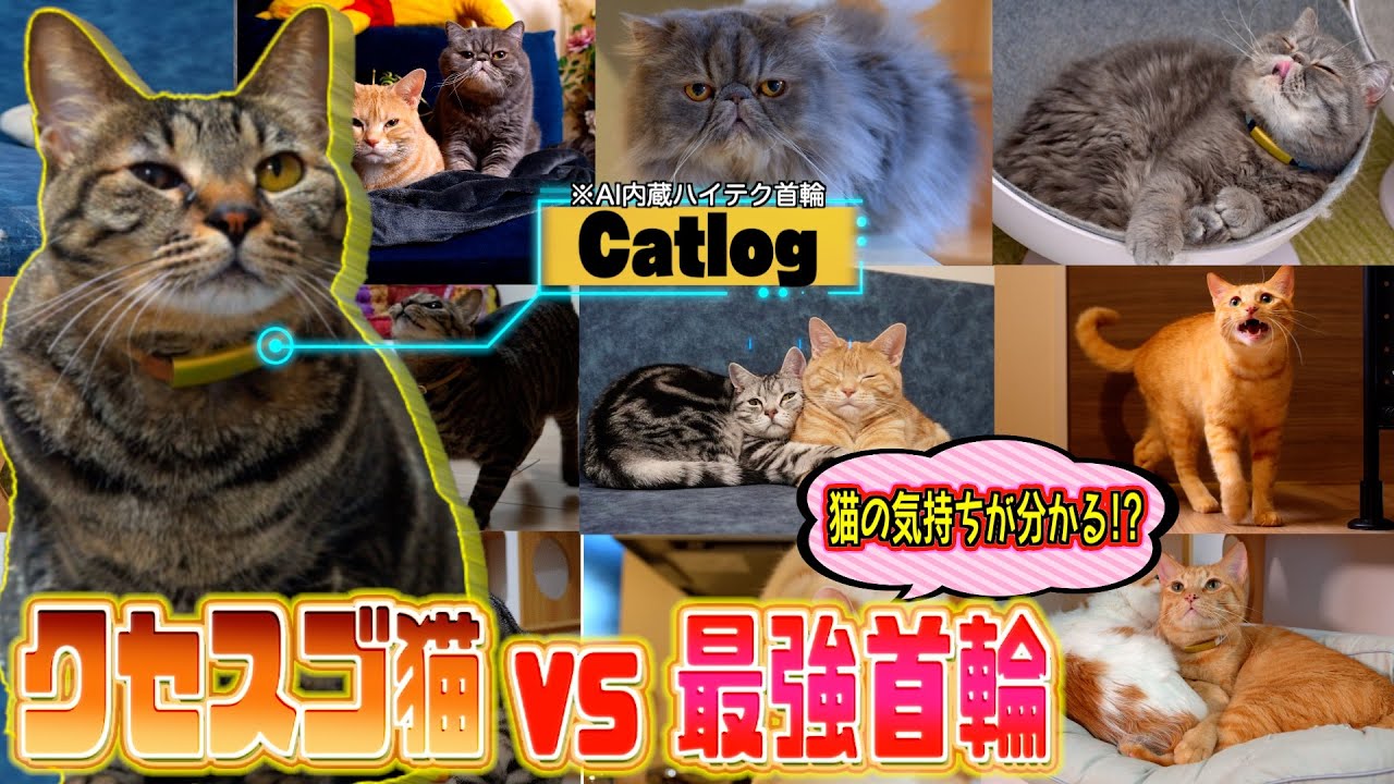 日本一運動神経が良い猫たちの身体能力を測ってみた結果…。