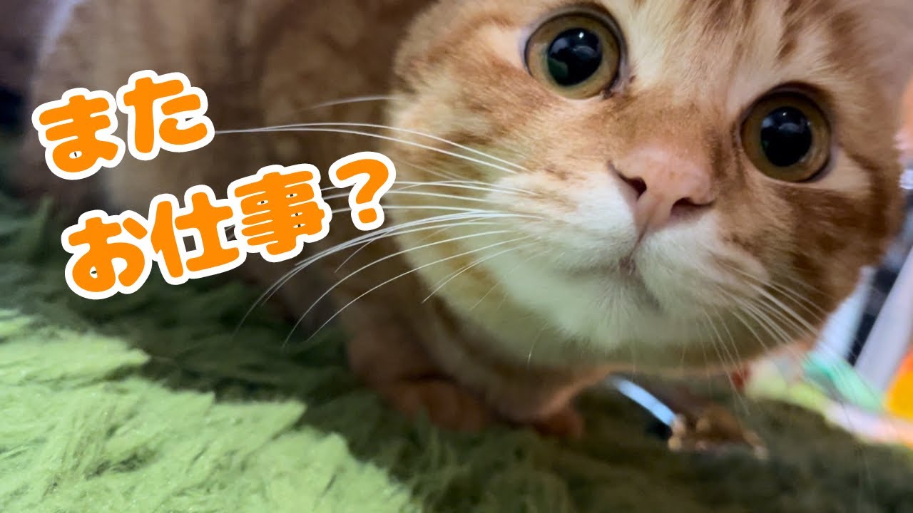 仕事に行って欲しくない子猫が取った行動がこちら…