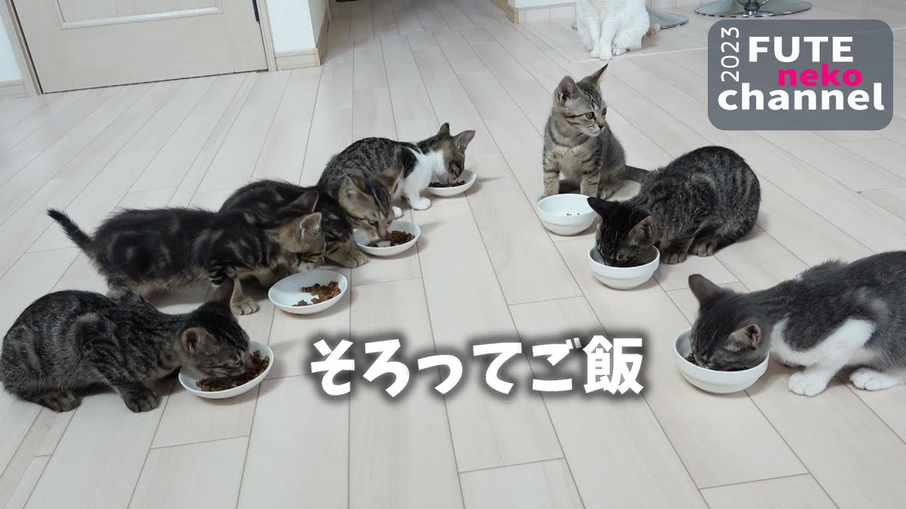 隣のご飯が美味しそうで移動しまくる子猫達【保護子猫】