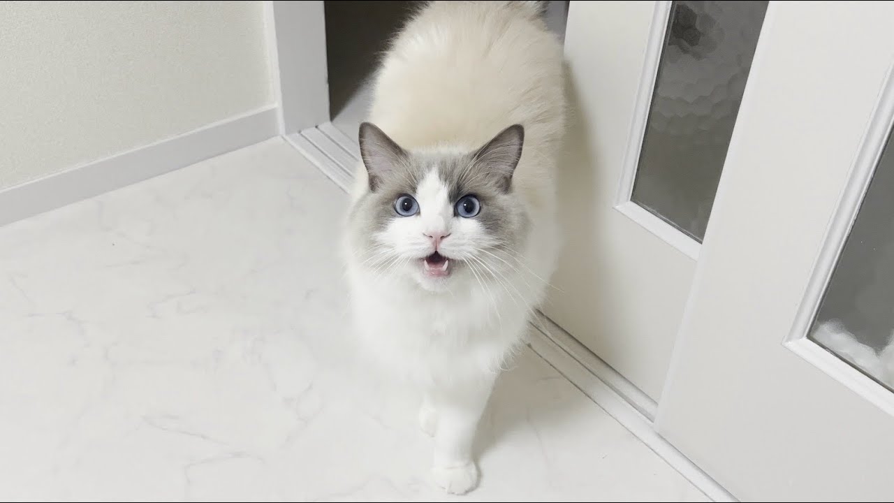 新居の床をクッションフロアに変えたらラグドール猫に激怒されました…