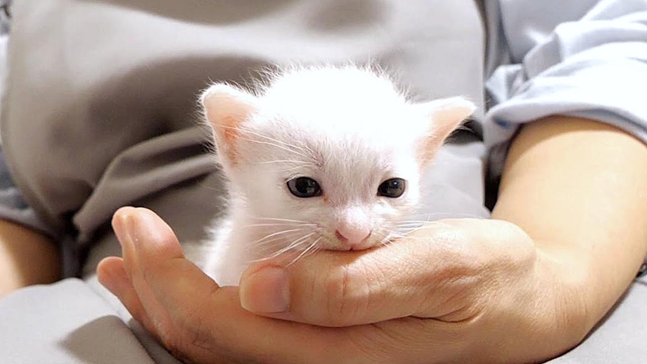 白い小さな子猫ちゃんはお転婆になりそうな予感がします【赤ちゃん猫　保護猫】
