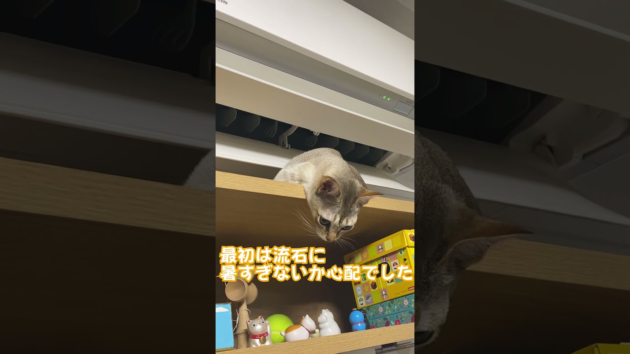 寒さに弱いシンガプーラのこにゃみさん、露骨にエアコン前を寝床にする　#shorts #保護猫#シンガプーラ