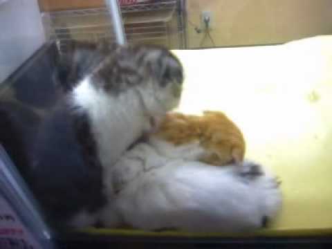 シャコタン 耳おれ ロングのマンチカンです。