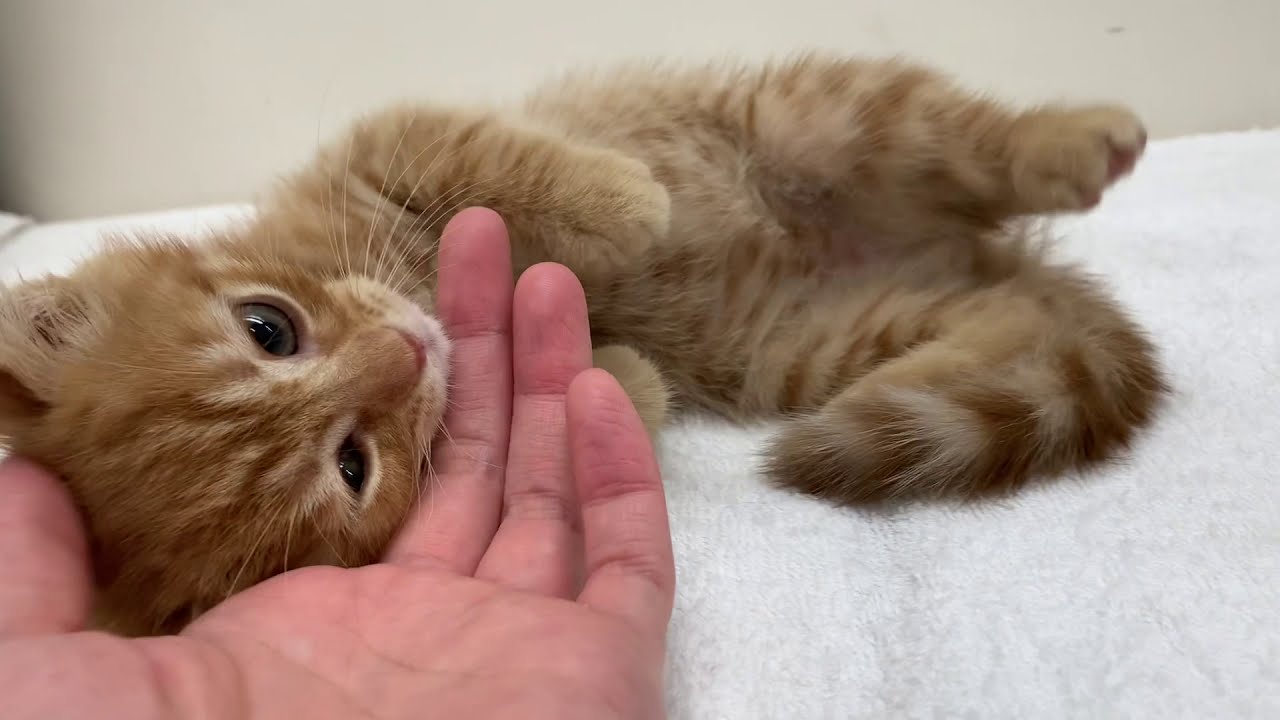 甘えんぼさんなアメリカンカールちゃん♪