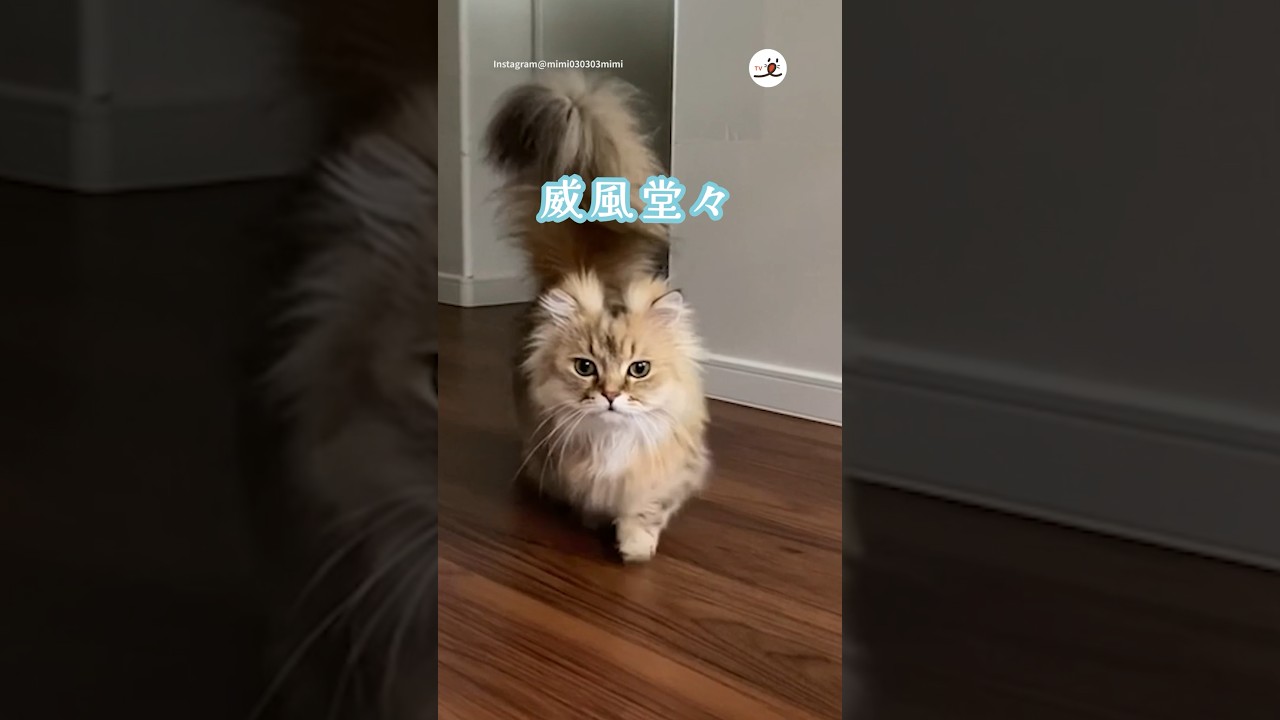 圧巻のオーラで登場する猫様｜PECO #ミヌエット #猫 #愛猫家 #猫動画 #猫のいる暮らし #猫のいる生活 #minuet #cat #catlover #catvideos #catlife