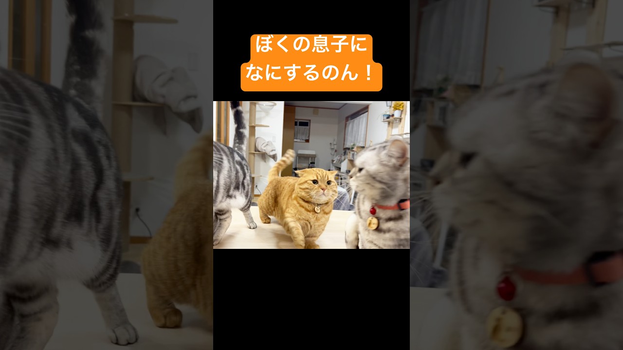 『ぼくの息子になにするのん！』 #猫 #マンチカン #shorts