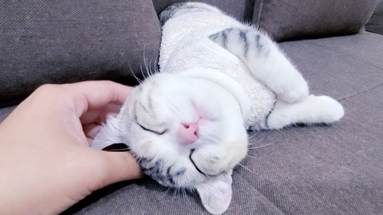 朝早く起きた子猫は取った行動がかわいすぎ！？  #60