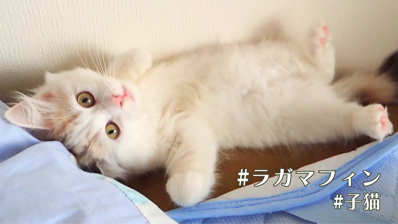 いつもハッスルしすぎな猫がついに･･･！！！【ラガマフィン】【ragamuffin】