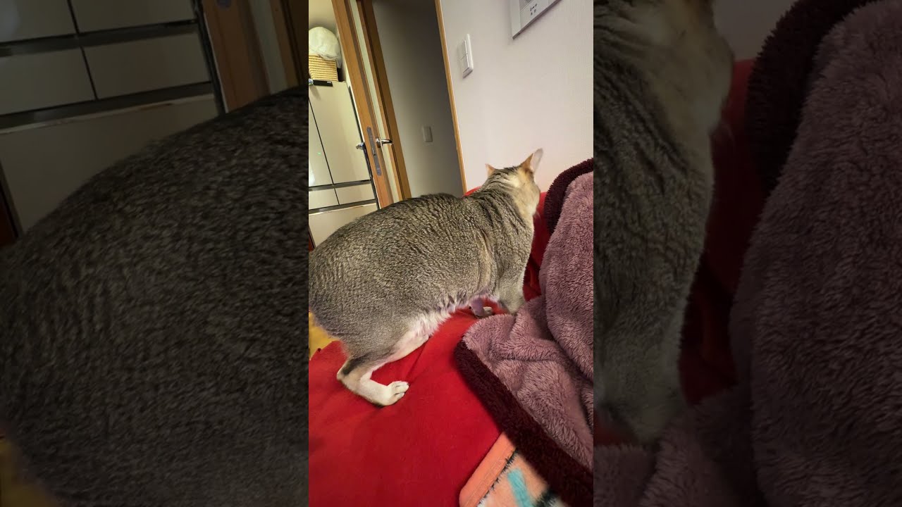 ソファとブランケットの間にするすると吸い込まれるシンガプーラなのにゃ♪ #cat #シンガプーラ #singapura