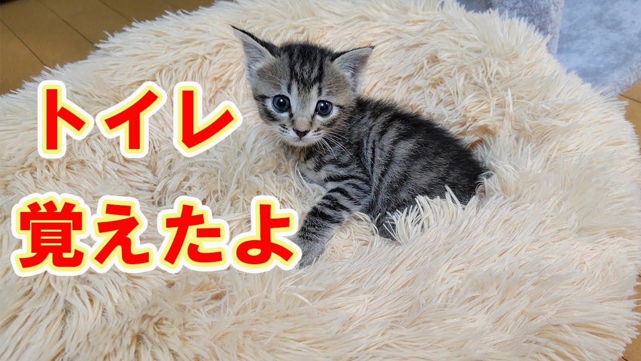 【保護猫】レスキューした子猫㊲４日目でトイレ完璧に‼えらいぞー‼にこちゃん！