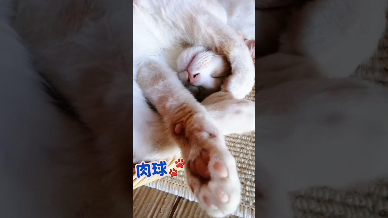 【ねこ動画】オトナブルーの振り付けみたいな寝方の子猫ゆきちゃん🐱 #shorts #猫 #子猫