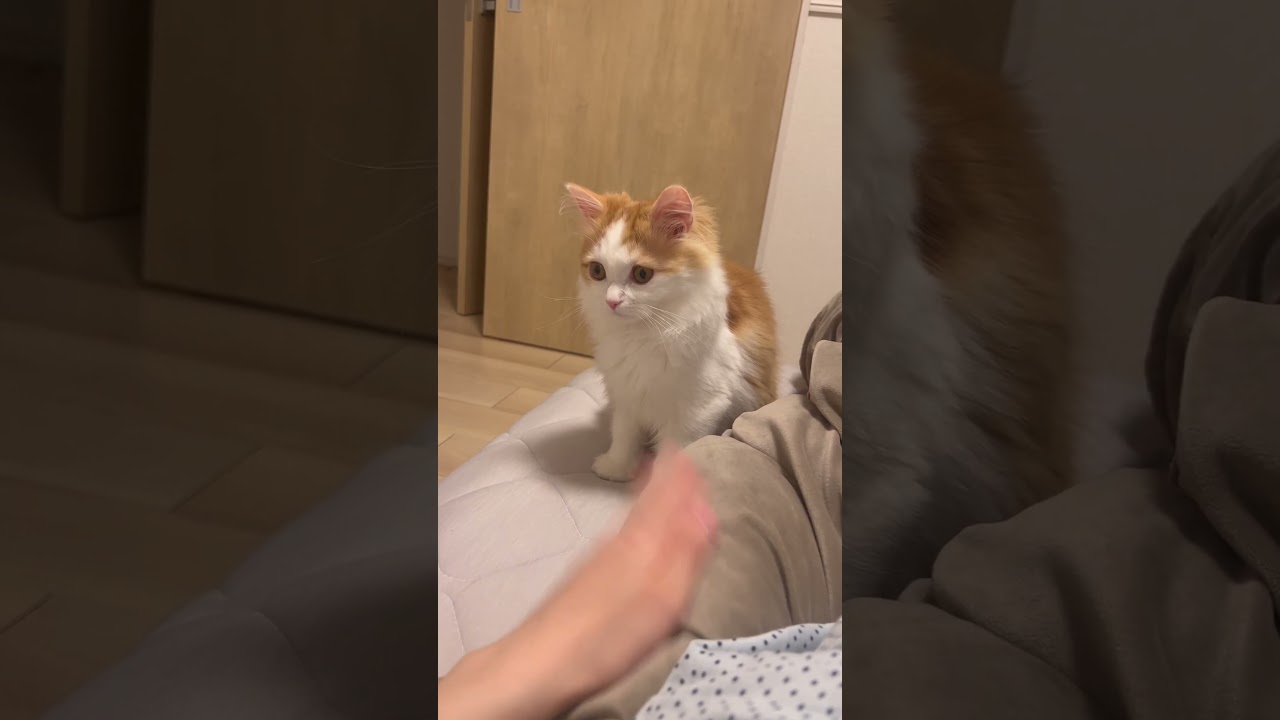 ぼっーっとしてたねる #cat #ラガマフィン #ragamuffin #猫 #猫のいる暮らし