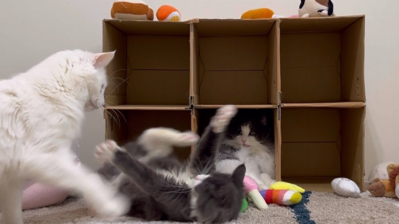 【事件⁉︎】のんびり平和なもふ猫アパートで事件が…ターキッシュアンゴラとノルウェージャンフォレストキャット♡