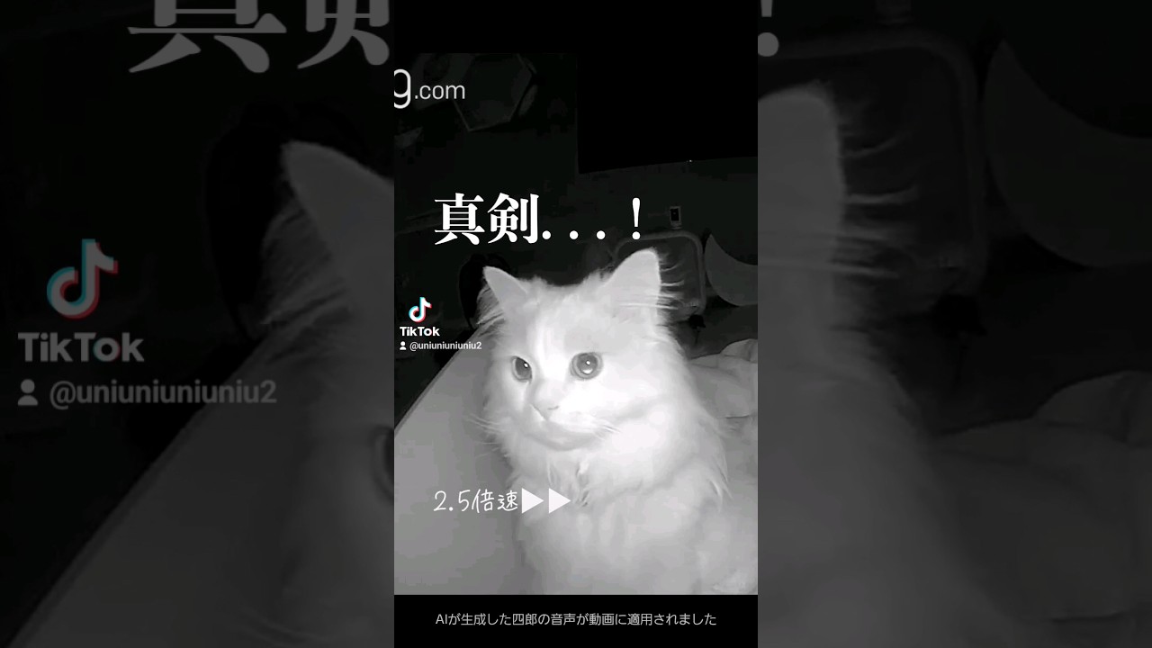 真夜中のルーティンが可愛いすぎる #可愛くてごめん #ラガマフィン #猫のいる暮らし #shorts