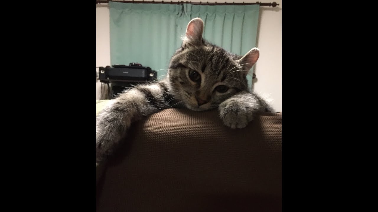 ネネ8（アメリカンカール　猫）　髪を縛るゴムで遊ぶ、の巻