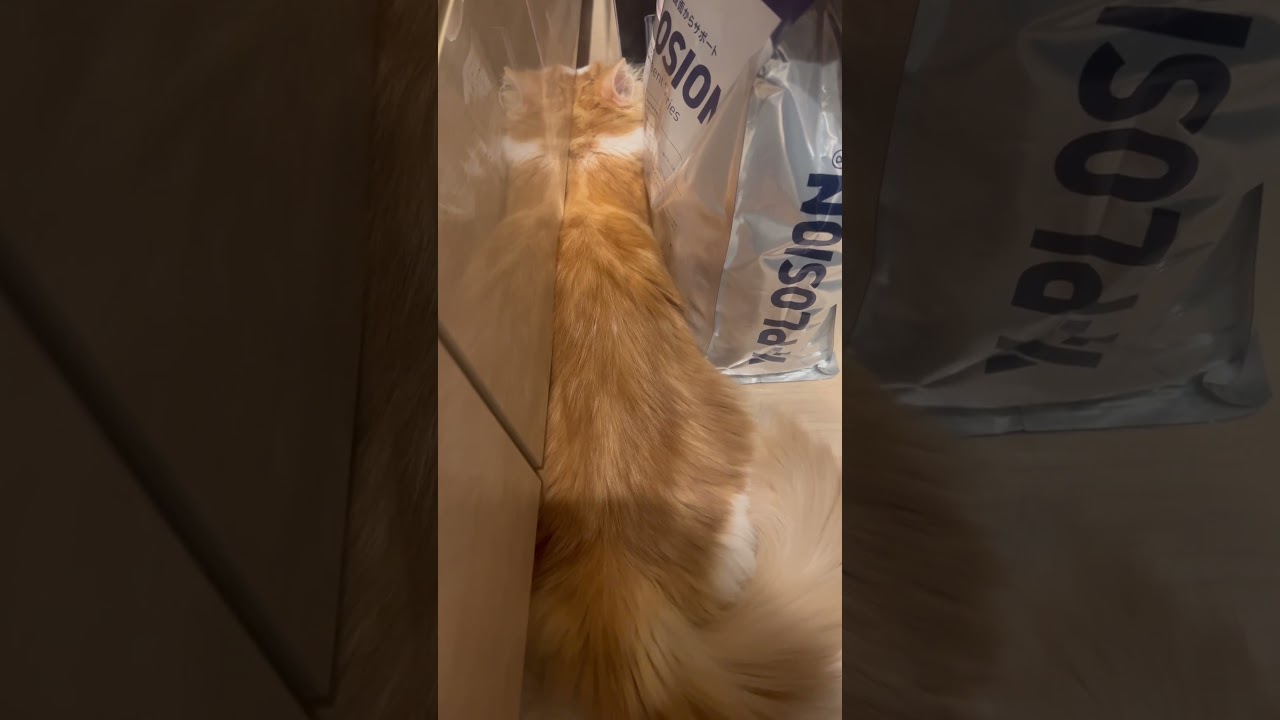 呼んだ？ #cat #ラガマフィン #ragamuffin #猫 #猫のいる暮らし