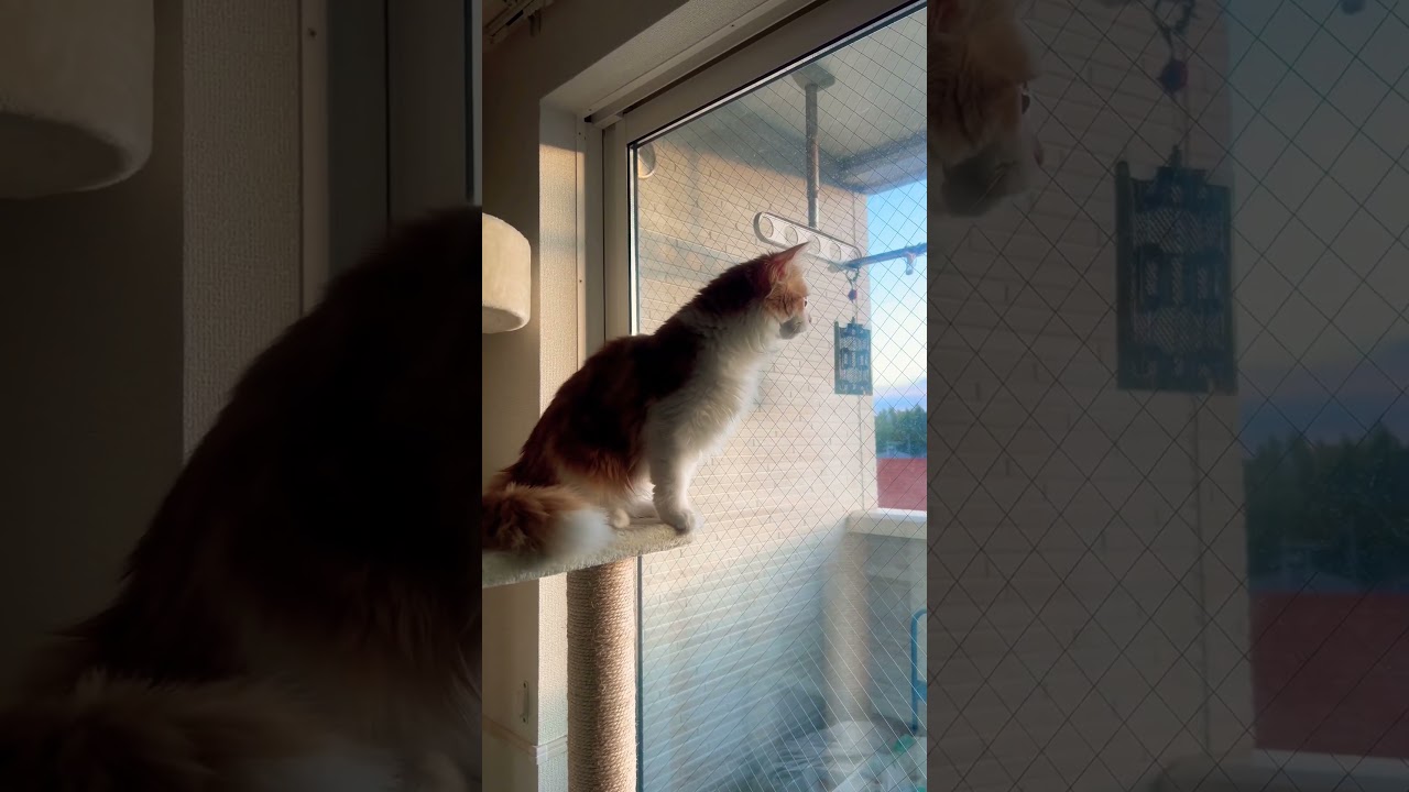 ねるそっく、異常を検知 #cat #ラガマフィン #ragamuffin #猫 #猫のいる暮らし