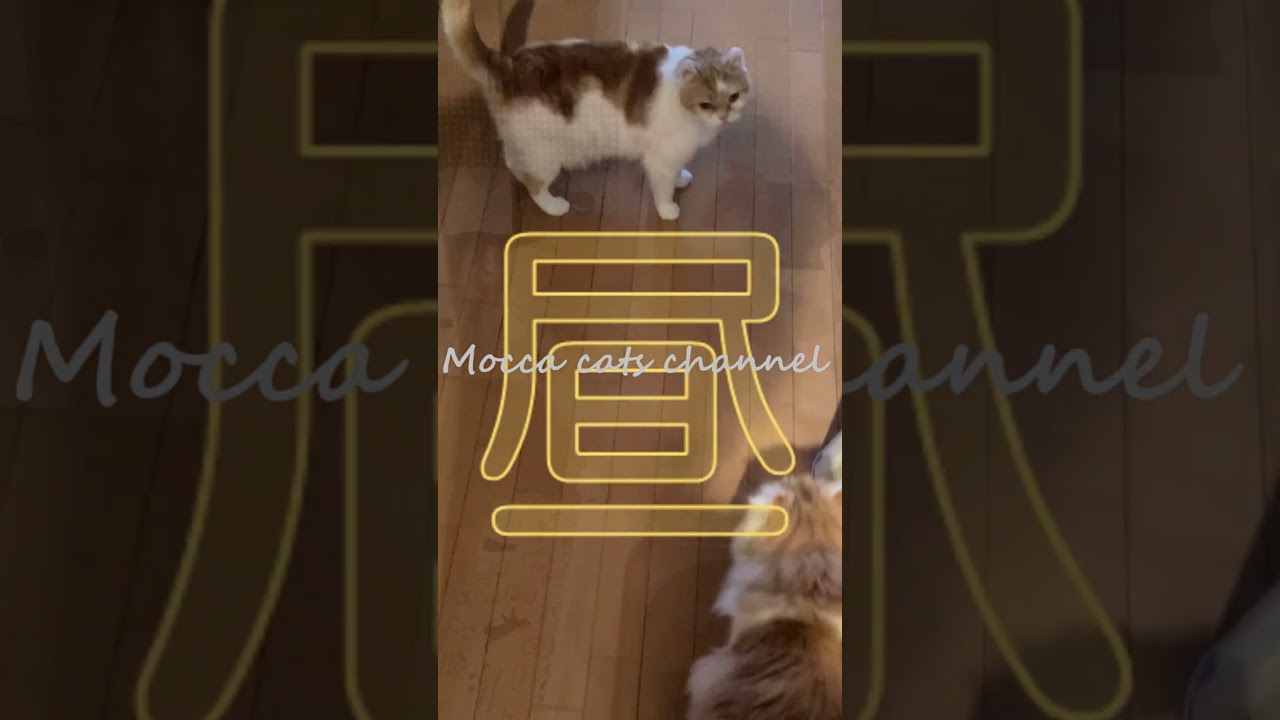 幸せな１日 #shorts  #猫 #アメリカンカール #cat