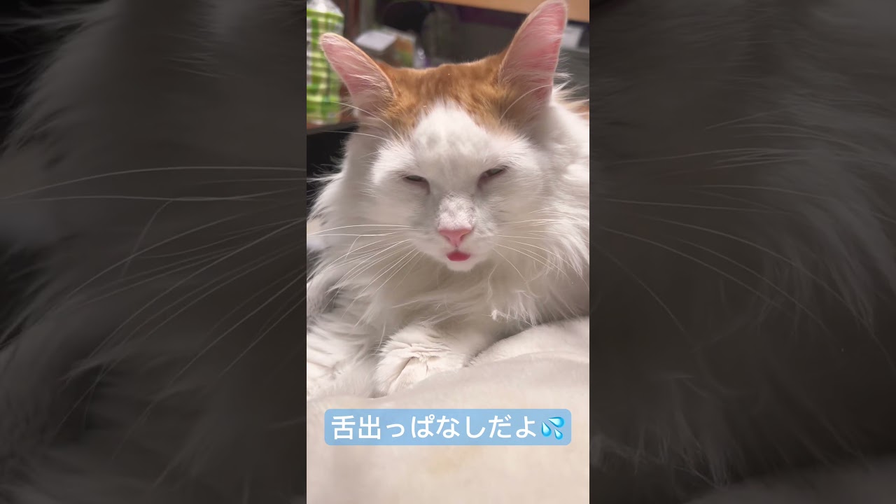 スフィンクスの同居猫、ノルウェージャンフォレストキャットの日常【舌しまい忘れ編 】 #のんびり #猫のいる暮らし