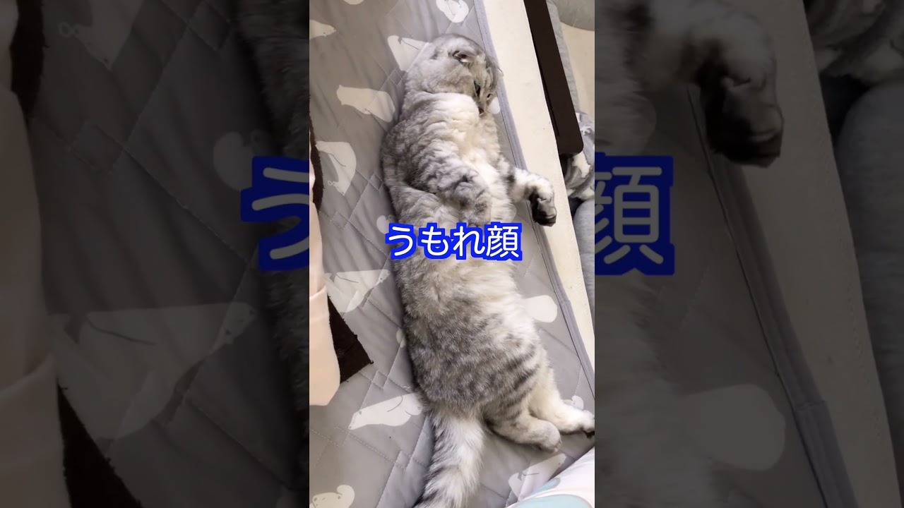 うもれたお顔の猫さん #shorts #スコティッシュフォールド #ソマリ #にゃんこ #ねこ #スコ