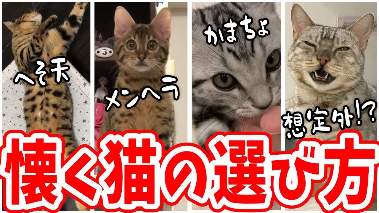 失敗しないベンガル子猫選びのポイント【ベンガル猫暮らし先輩達の情報まとめ】
