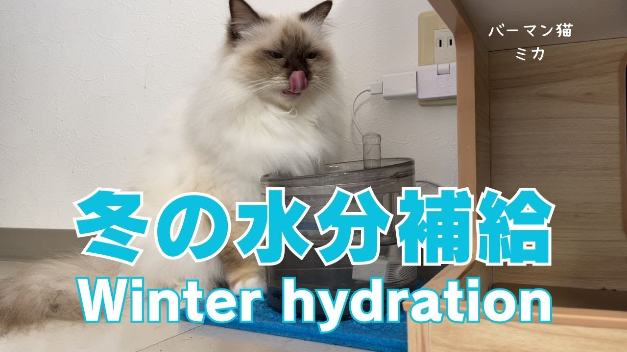 バーマン猫ミカ【冬の水分補給】Winter hydration（バーマン猫）Birman/Cat