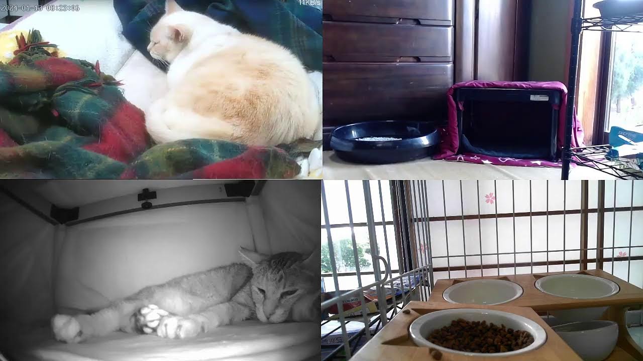 24時間猫まみれ・猫ライブ・cats live