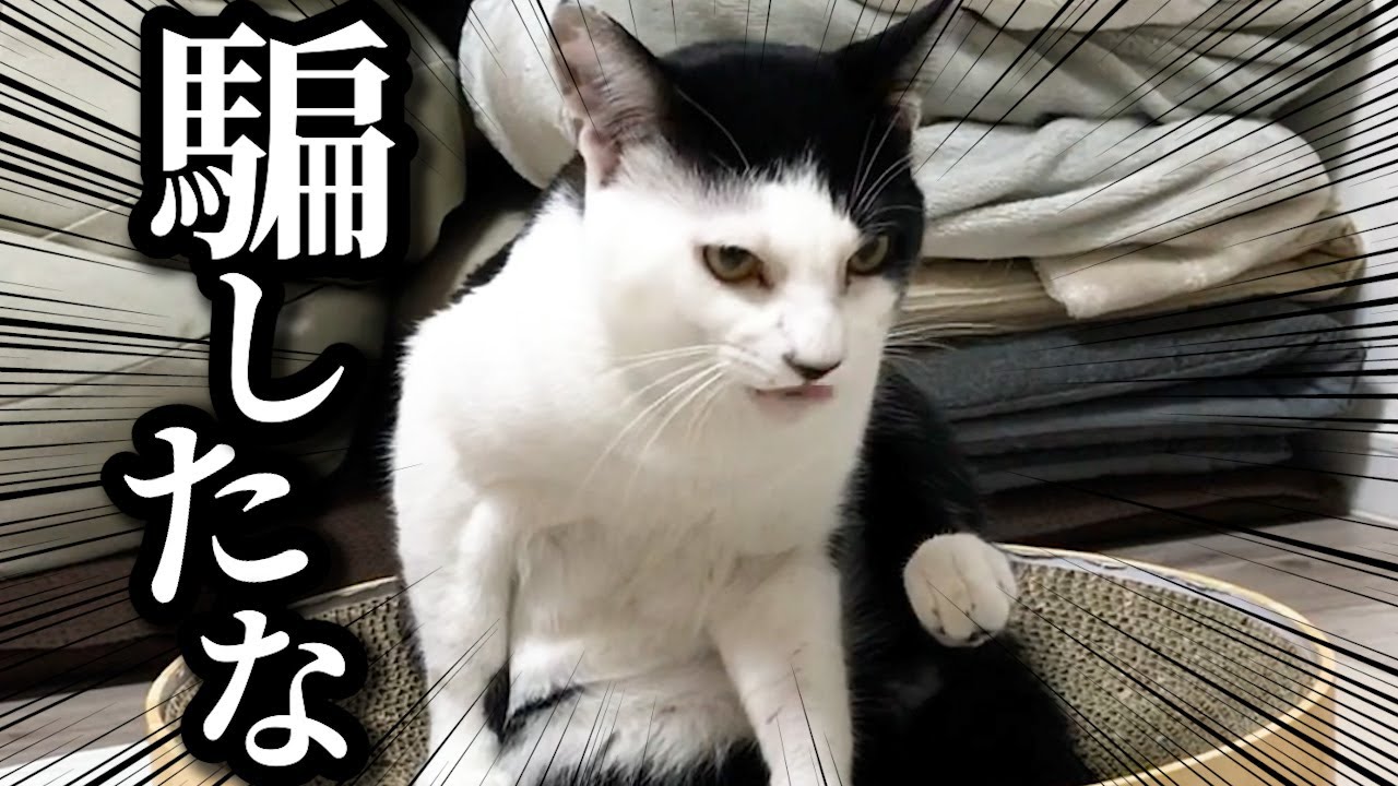 ご飯かと思ったら病院へ連れて行かれた子猫