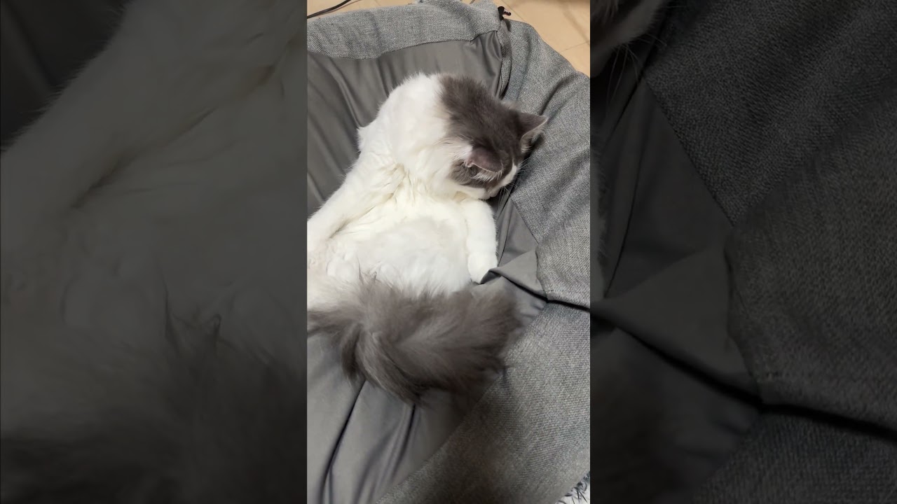 省エネ😂 #cat #ragamuffin #ラガマフィン #ねこ  #省エネ #食いしん坊 #shorts