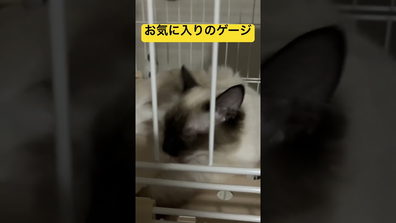 お気に入りのゲージで寛ぐラグドールの子猫♀ #cat #ragdoll #ねこ #ラグドール #子猫 #猫のいる暮らし #ラグタイム #dog #ラガマフィン #アライグマ