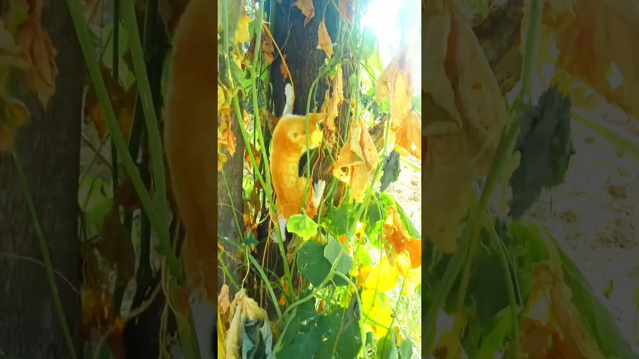 Bachon Ki Bili ko pakrne ki nakam koshish, baby play with cat 🐱 #cat #browncat #viral #trending