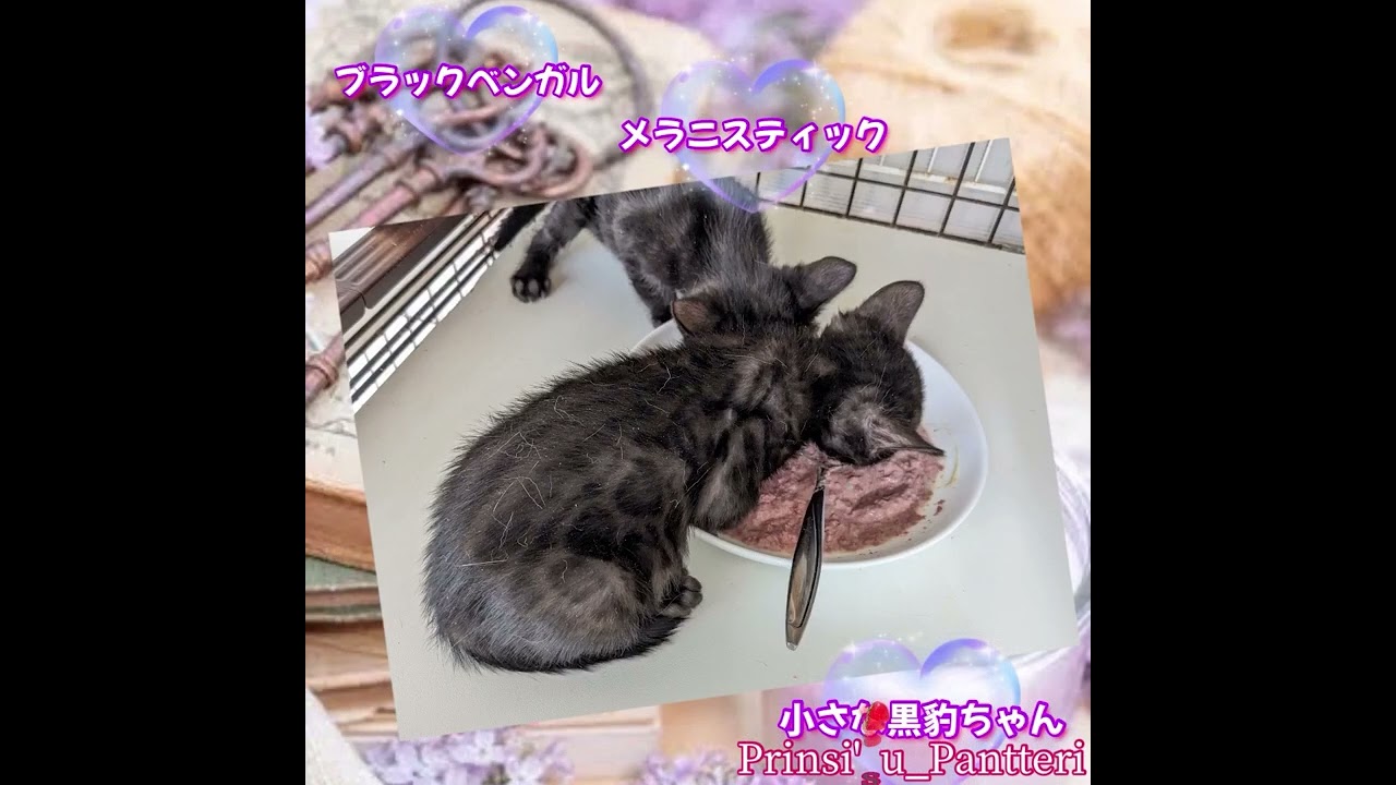 ベンガル 🖤 ブラックベンガル✨メラニスティック🖤✨黒豹✨🖤