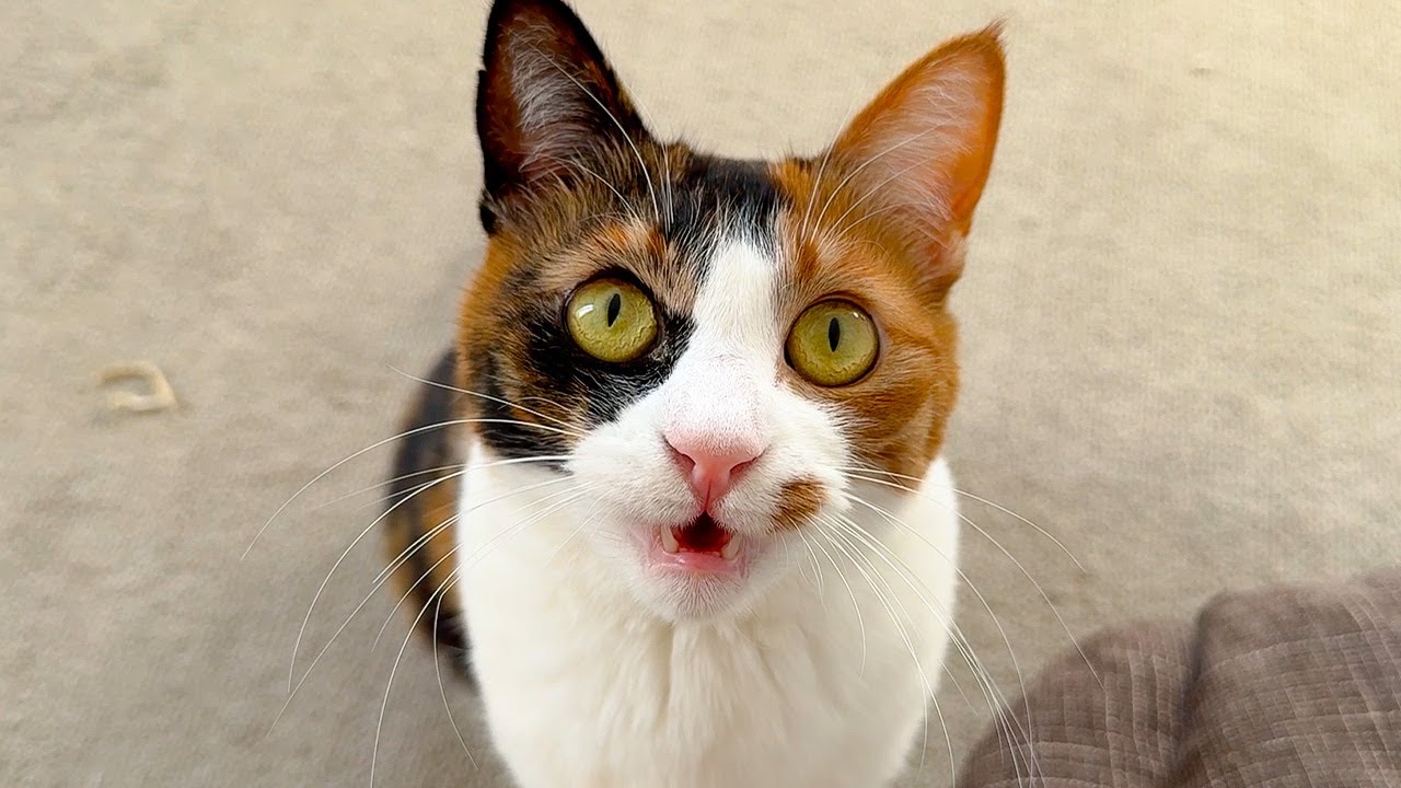 飼い主の指の匂いを嗅いでしまった猫