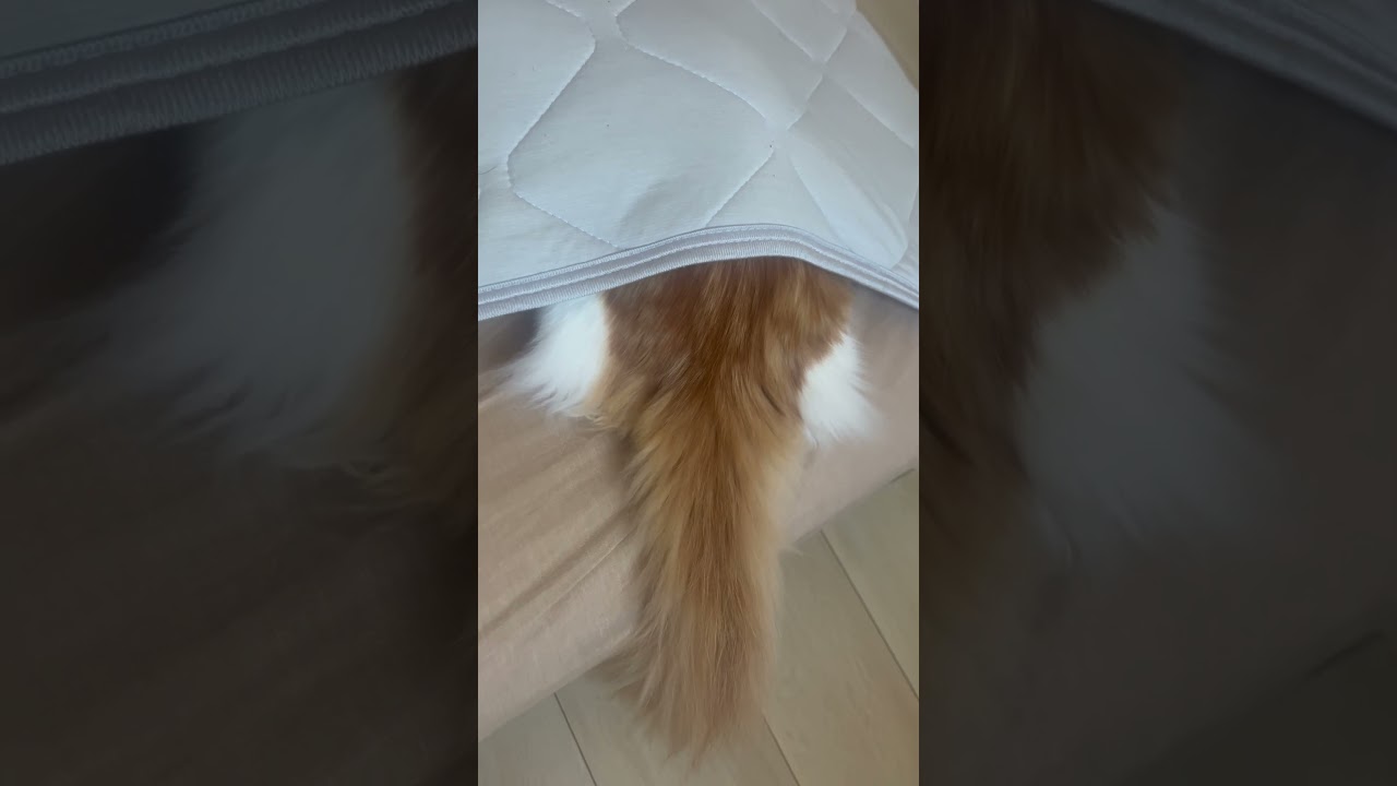 尻尾で返事する #cat #ラガマフィン #ragamuffin #猫 #猫のいる暮らし