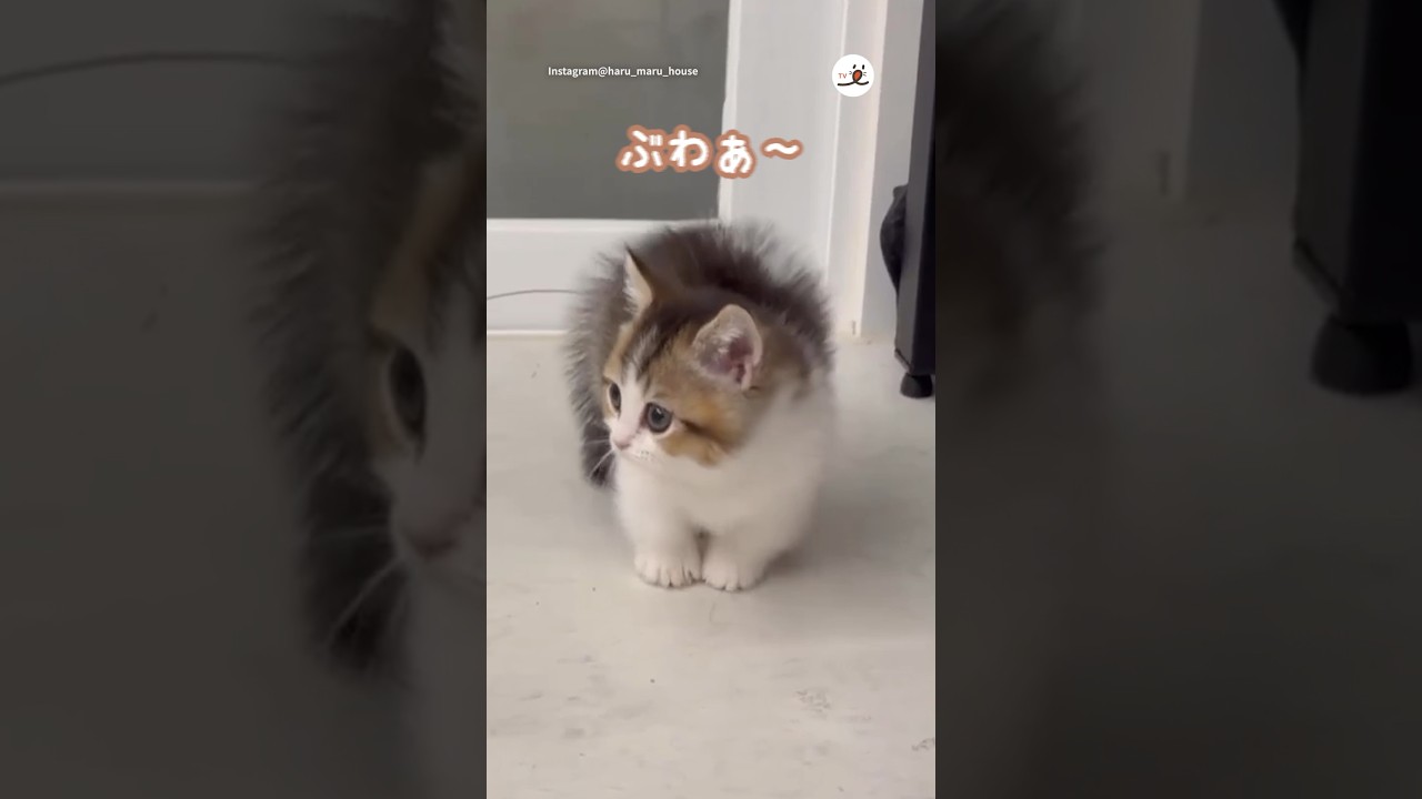 先住猫にぶわぁ〜しちゃう子猫｜PECO #マンチカン #子猫 #子猫のいる生活 #アメリカンショートヘア #munchkin #kitten #americanshorthair