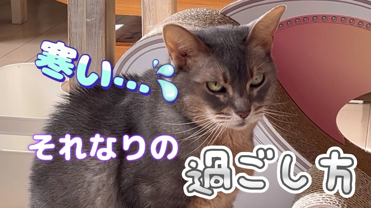 アビシニアン猫アリスちゃんのそれなりの過ごし方 #猫 #cat #アビシニアン #猫動画 #まな猫