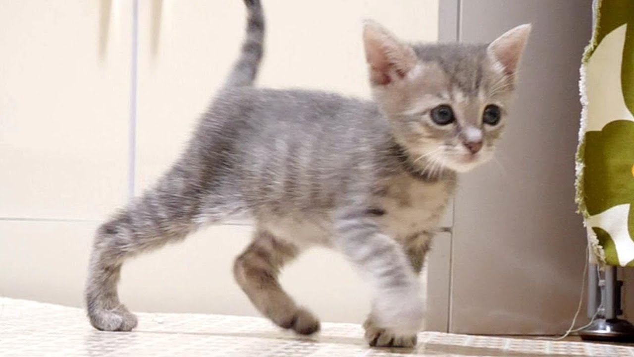 大きな黒猫を見つけた子猫が駆け寄っていきましたが逃げ出しちゃいました【赤ちゃん猫　保護猫】