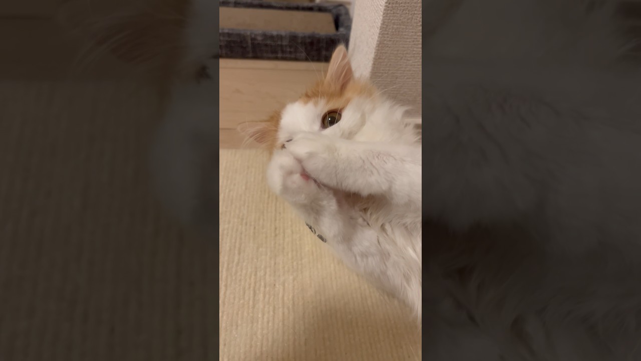 獲物を捕まえた #cat #ラガマフィン #ragamuffin #猫 #猫のいる暮らし
