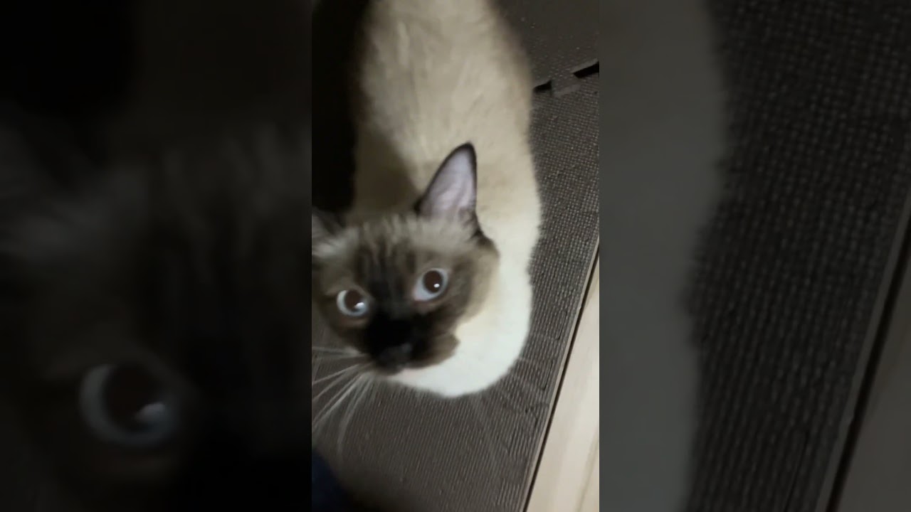 ラグドールのたぬきみたいな子猫が移動する #cat #ragdoll #ねこ #ラグドール #子猫 #猫のいる暮らし #ラグタイム #dog #ラガマフィン #アライグマ