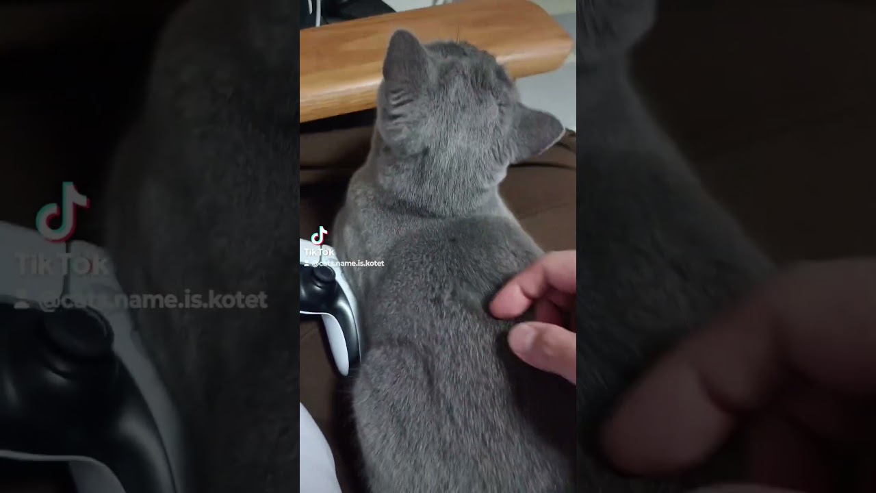 シャルトリューの毛量自慢(Chartreux's proud hair volume)