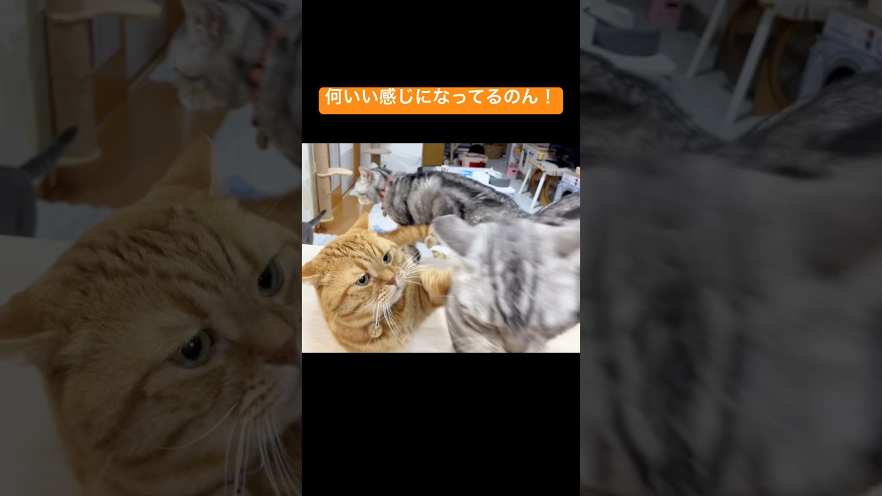 『何いい感じになってるのん！』 #猫 #マンチカン #shorts