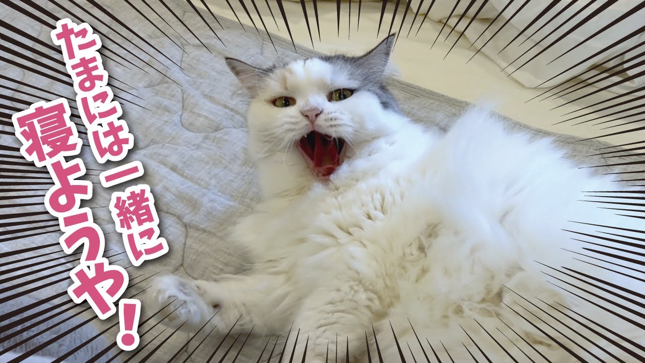 一緒に寝たい猫が大変なことになってました…【関西弁でしゃべる猫】【猫アテレコ】