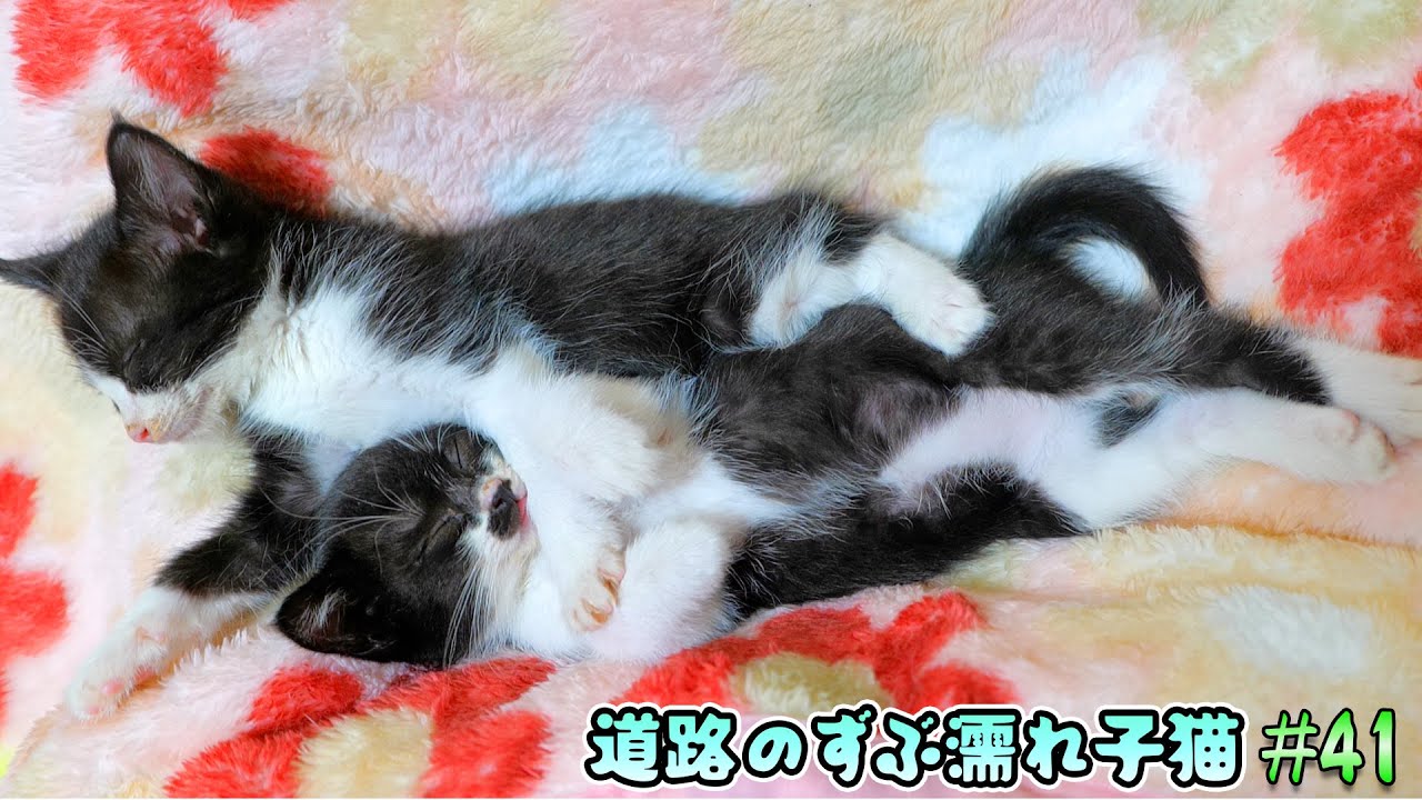 子猫達の譲渡についてつらく耐え難い胸の内を妻に打ち明けたら、とんでもない回答が返ってきました‼【道路のずぶ濡れ子猫 #41】