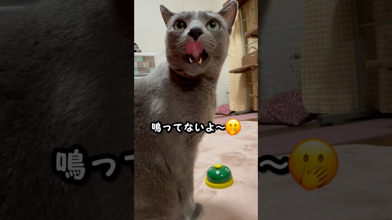 【ロシアンブルー】めろん、今朝のベル押し🛎️鳴らしたフリするね🤭【猫】#shorts