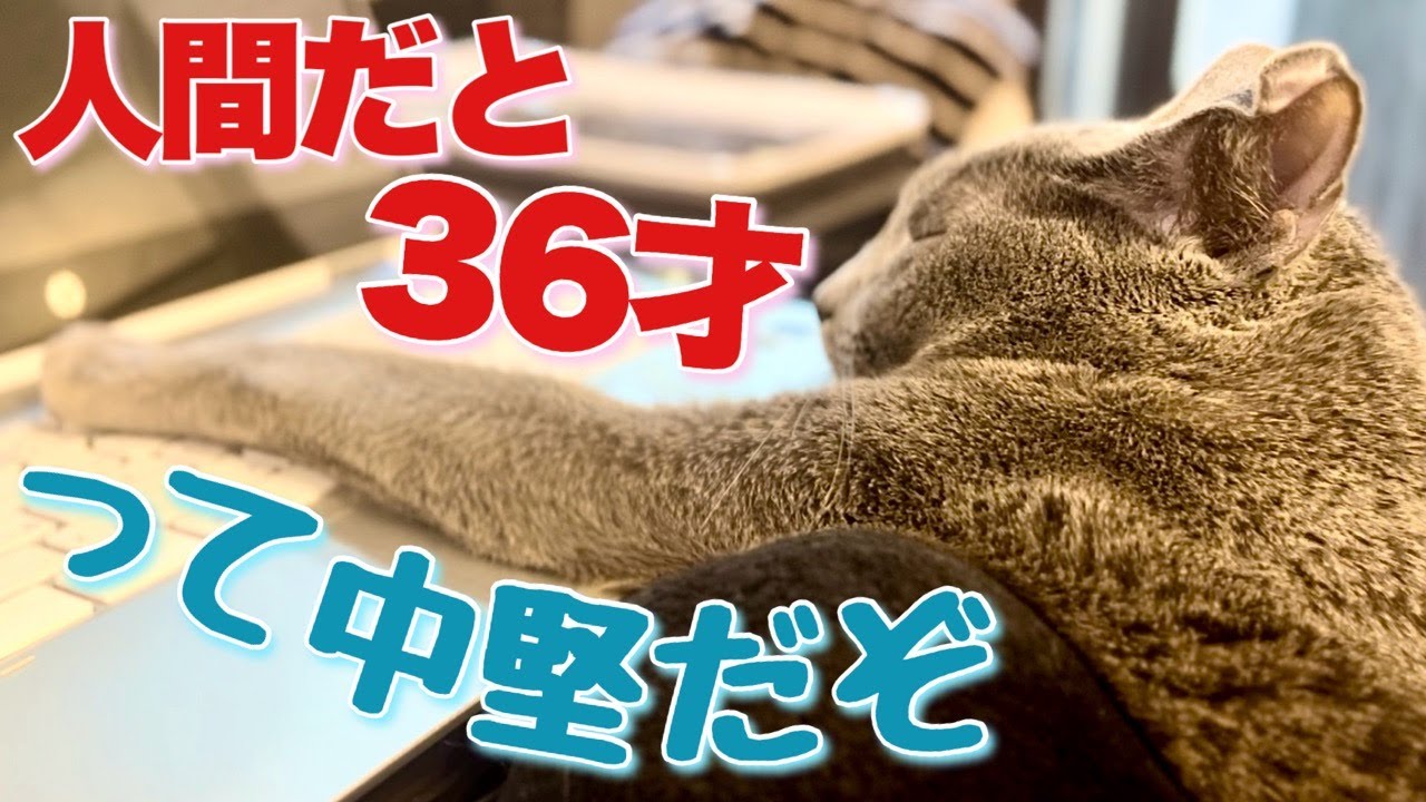 ロシアンブルー | 猫が5才になると考えることは？ [Russian Blue cat Kotetsu] What do cats think about when they turn 5 y.o.?